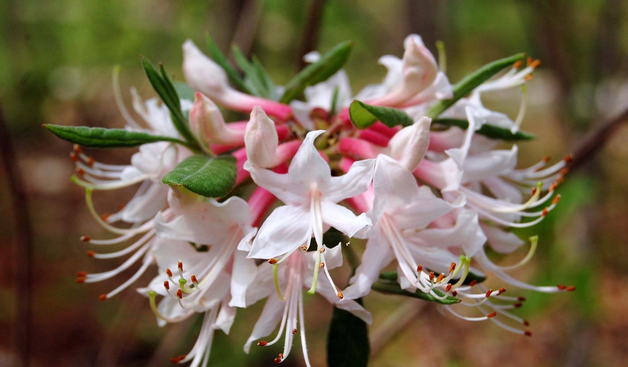 Varnadoe's Phlox Pink Piedmont Azalaea