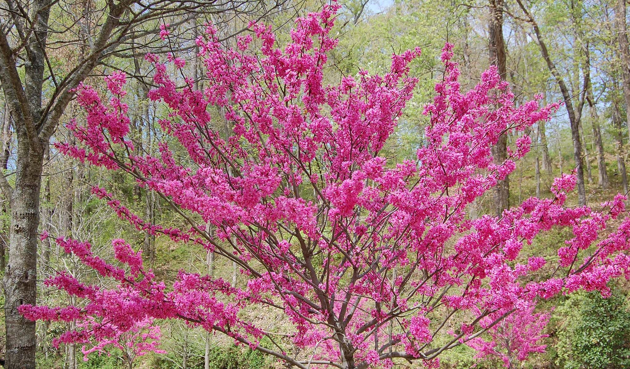 Appalachian Red Eastern Redbud