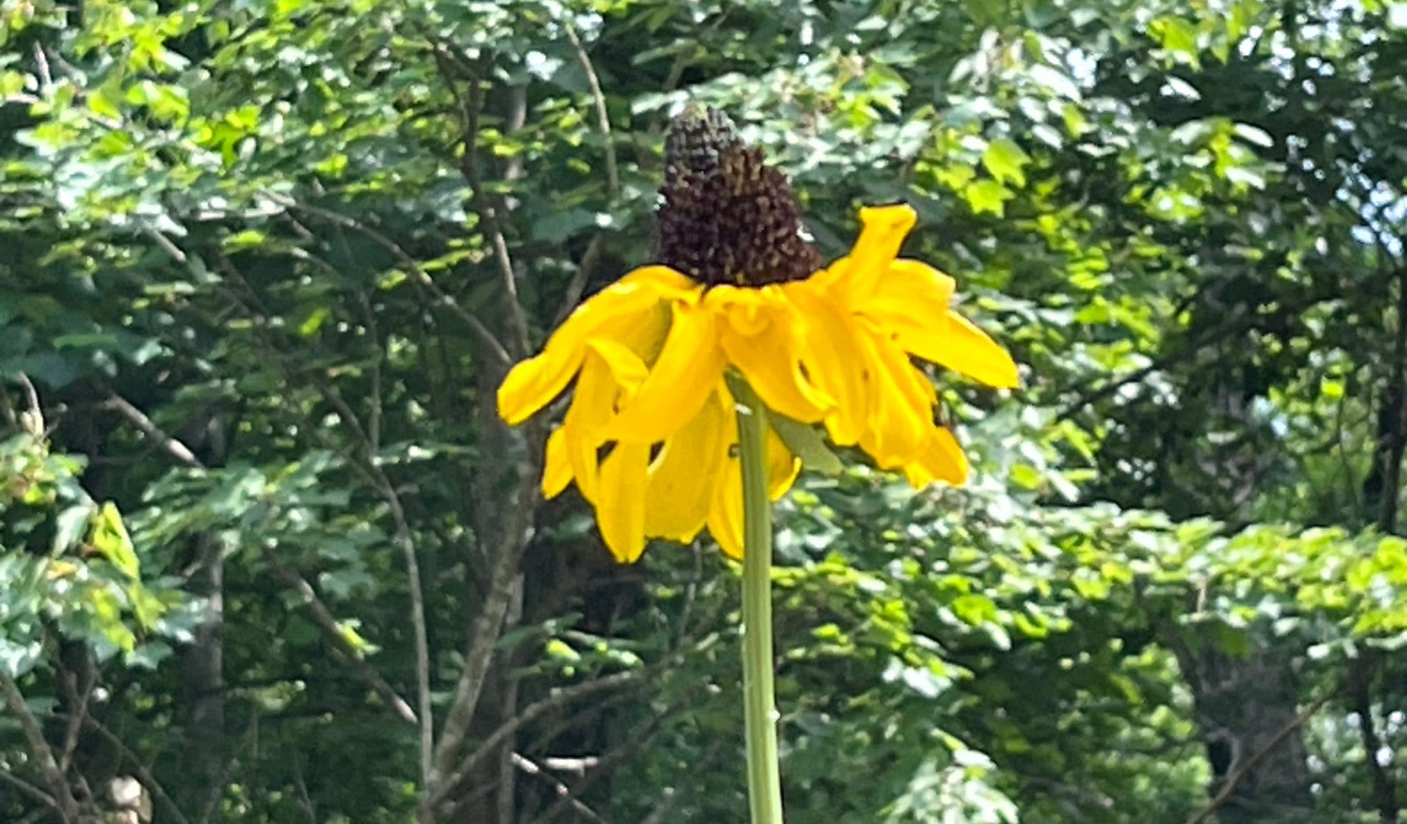 Giant Coneflower