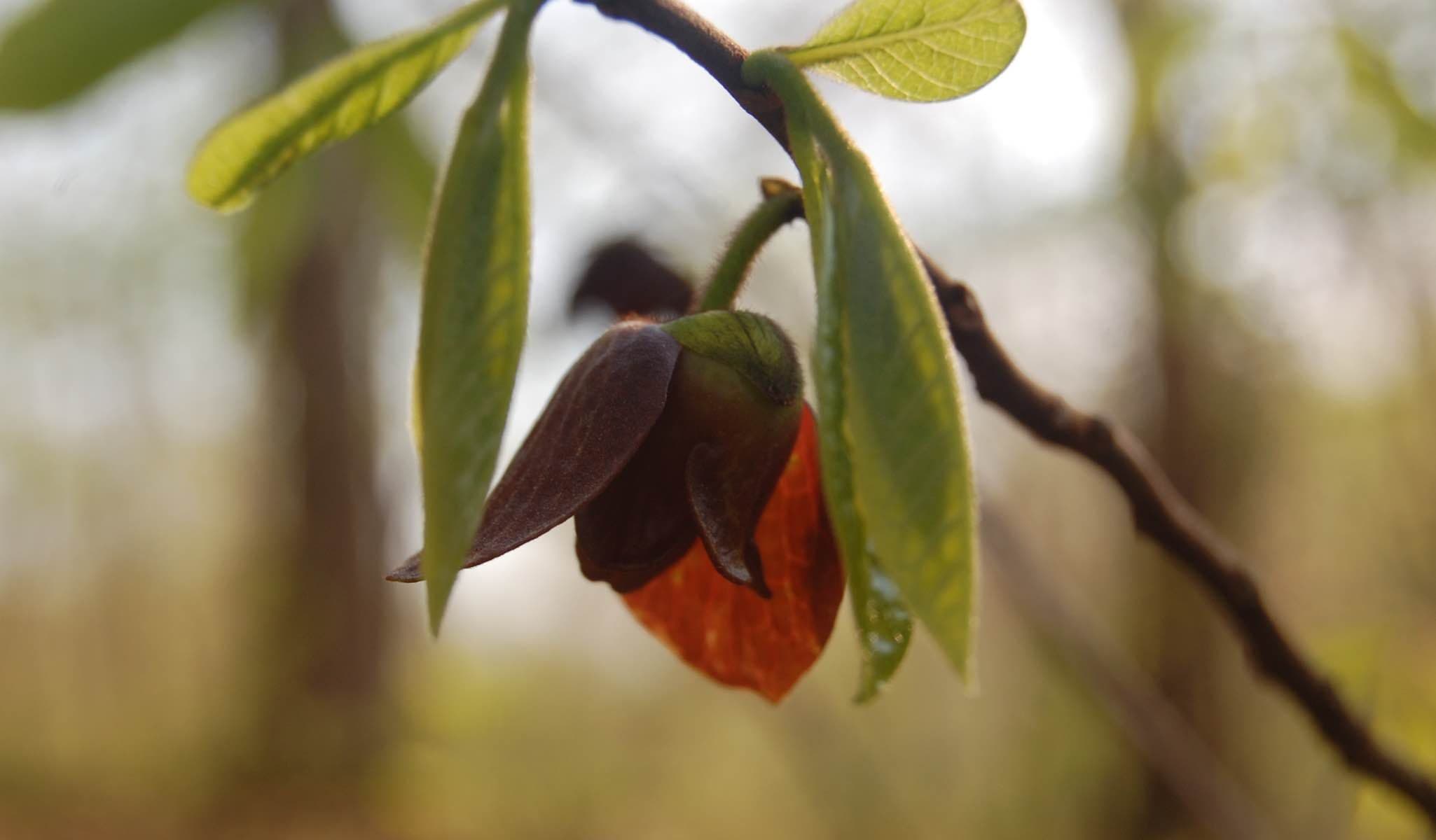 Pawpaw