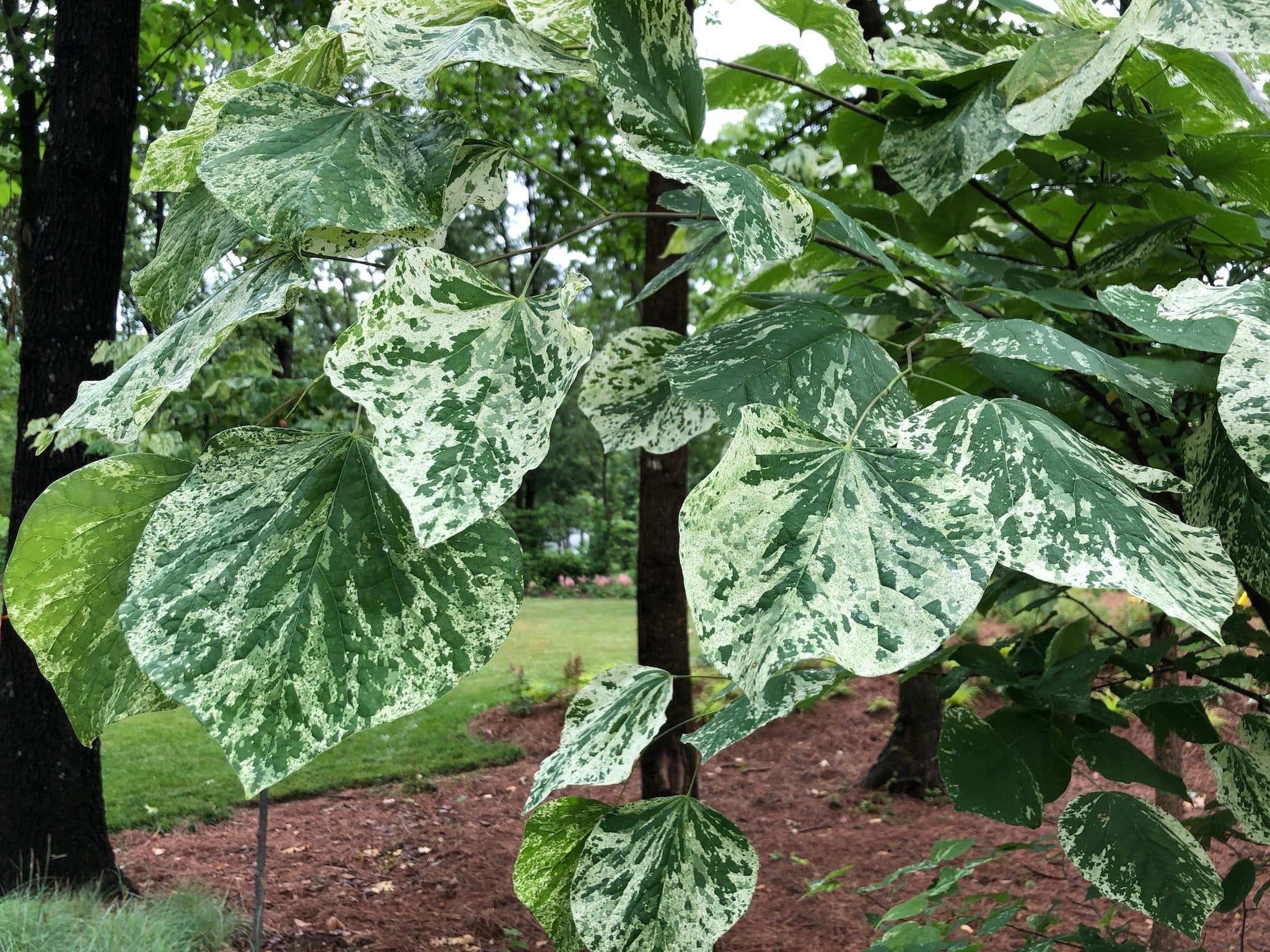 Alley Cat Variegated Redbud