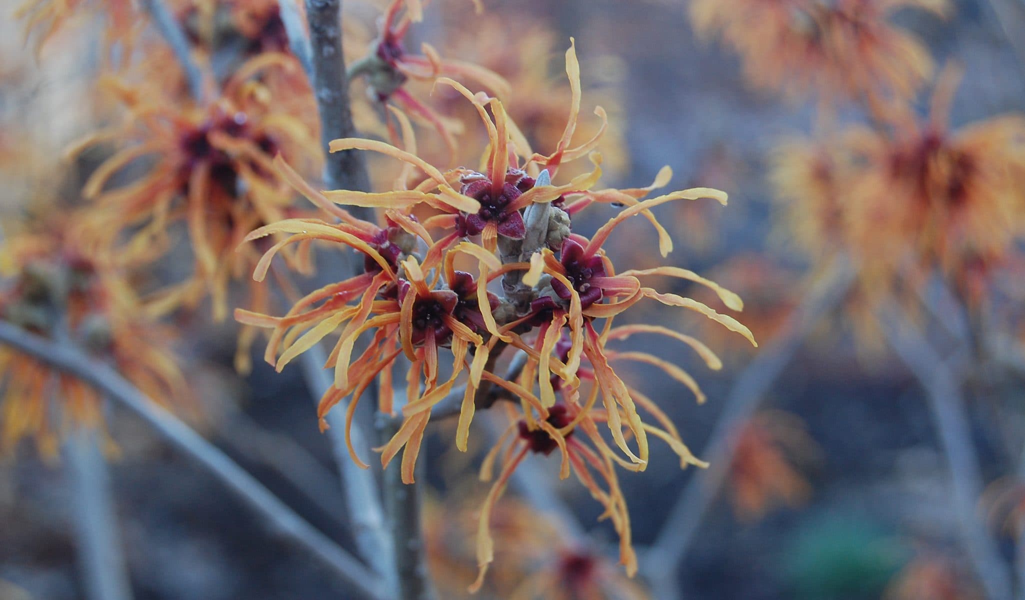 Jelena Witch Hazel