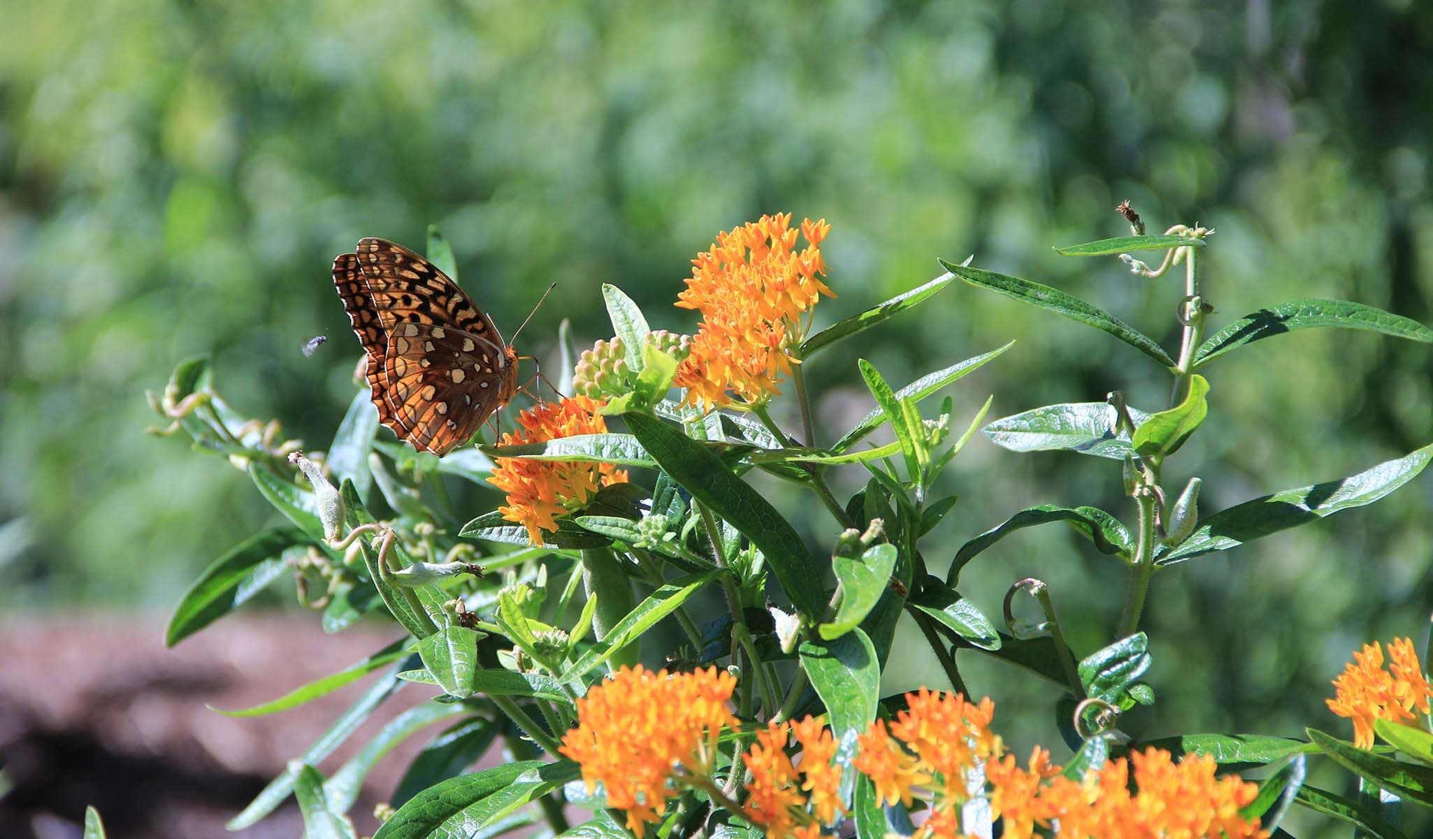 Butterfly Milkweed