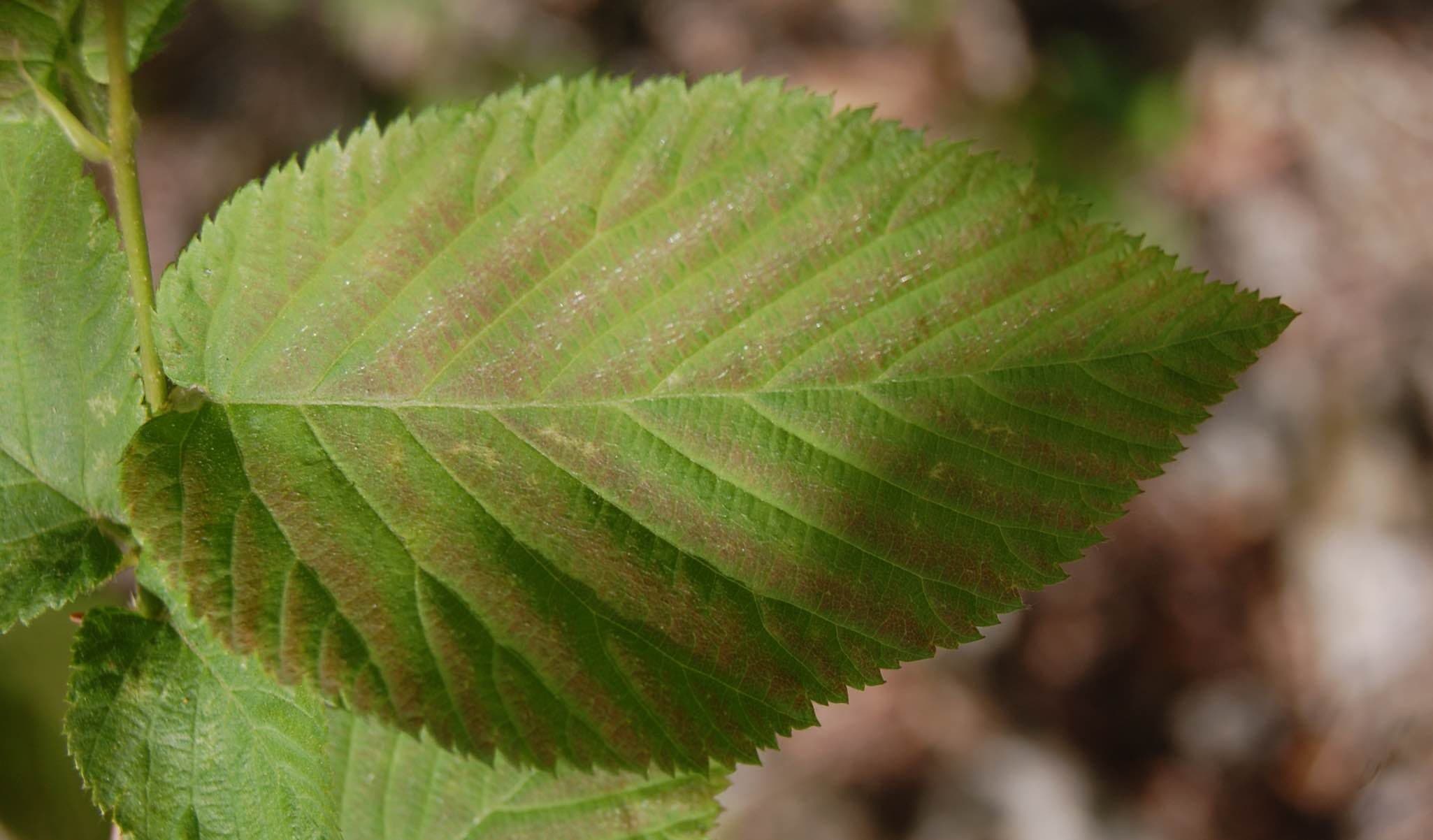 American Hop Hornbeam