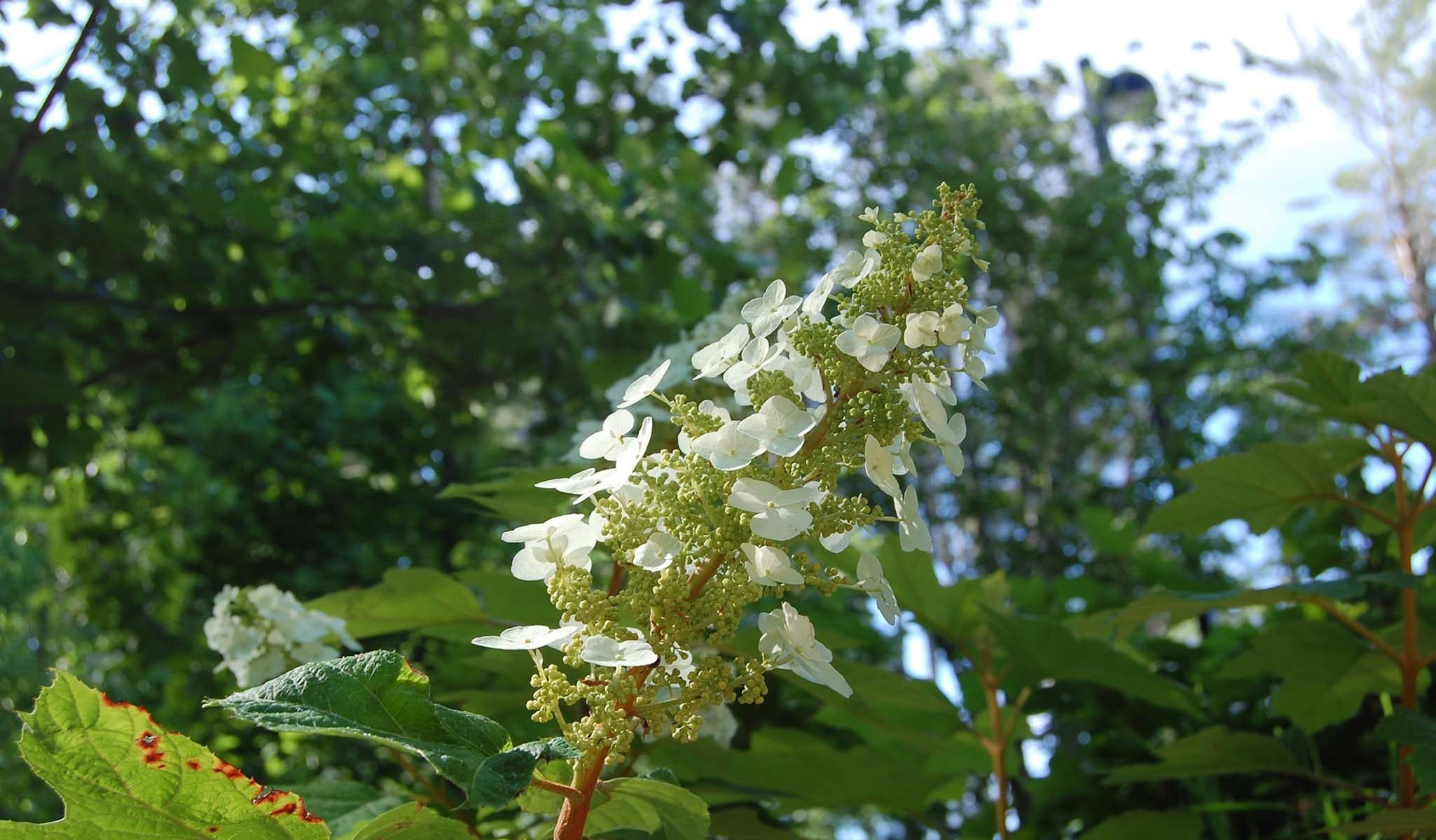 Alice Oakleaf Hydrangea