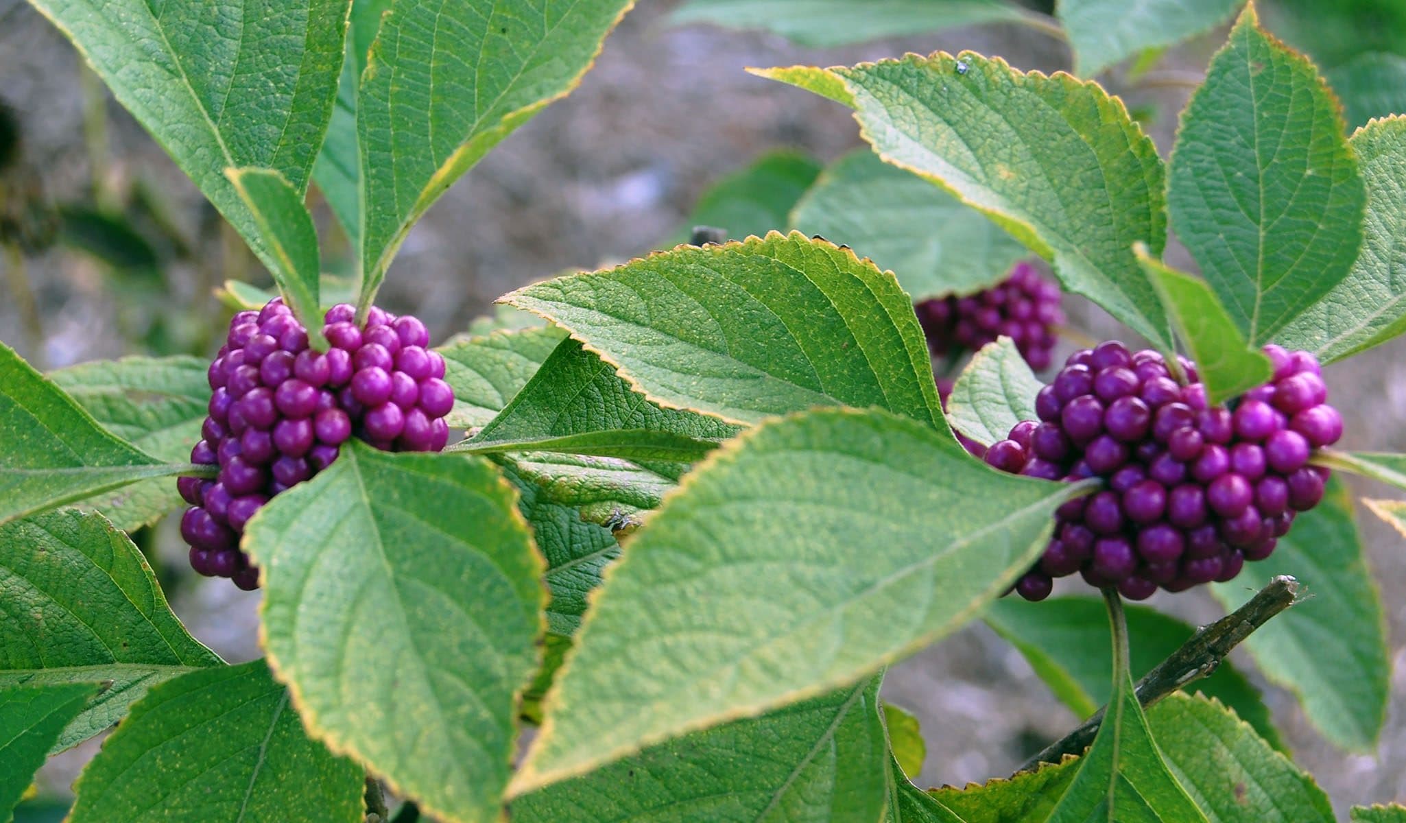 American Beautyberry