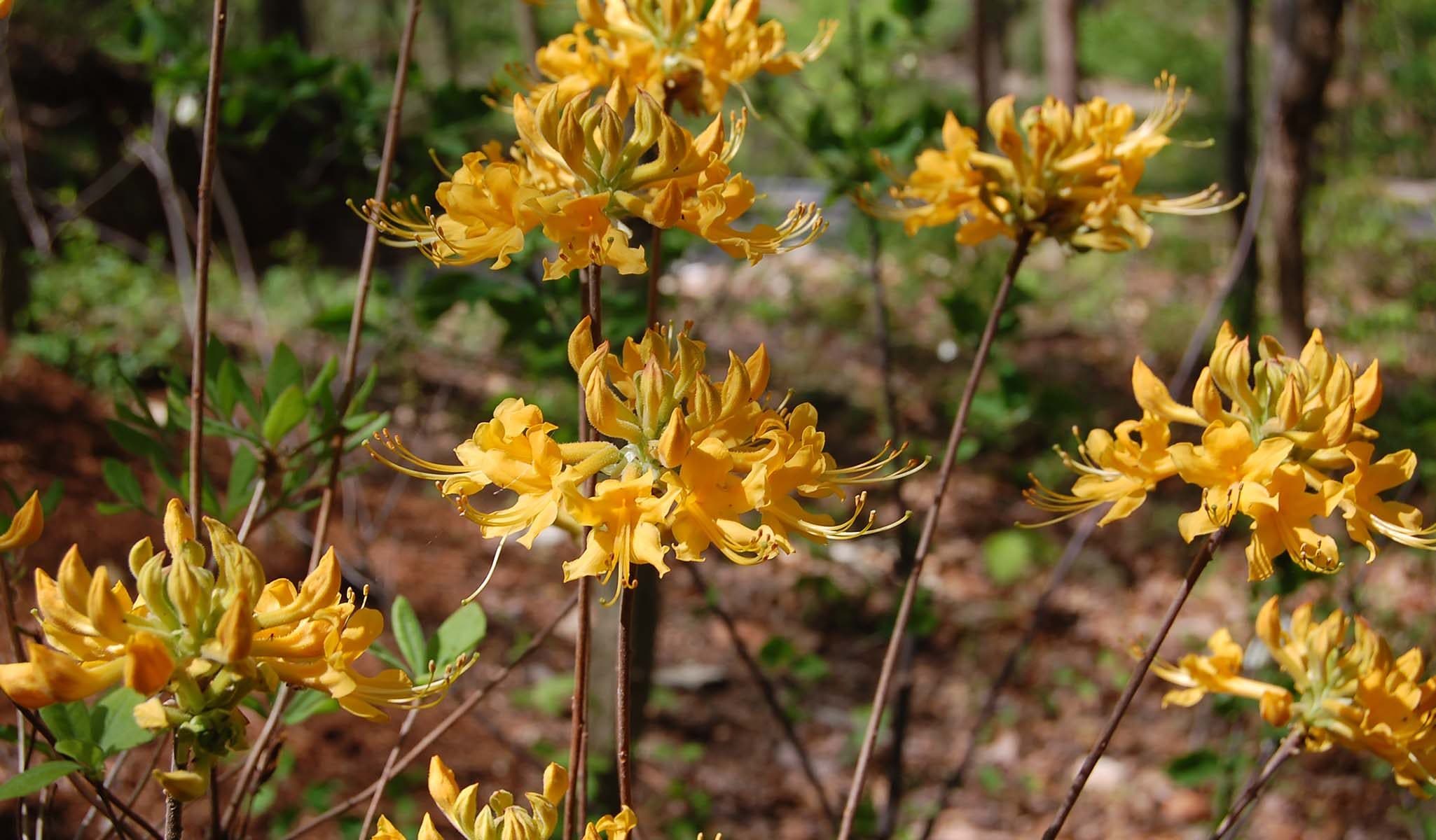 Florida Flame Azalea