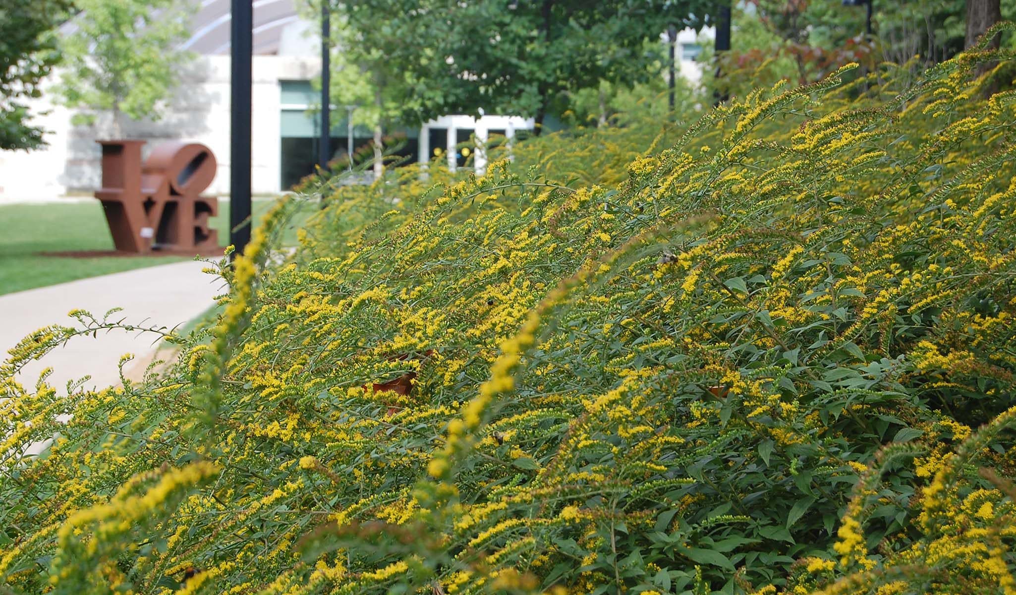 Fireworks Goldenrod
