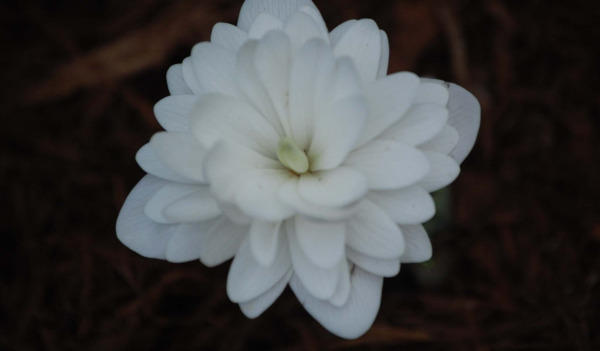 Double-flowered Bloodroot