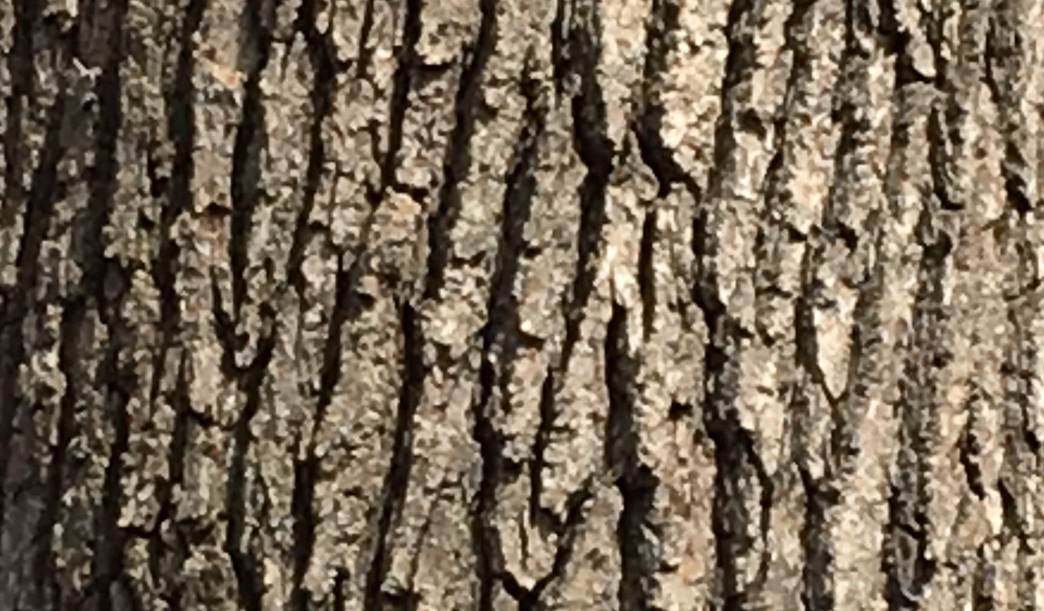 Black Gum