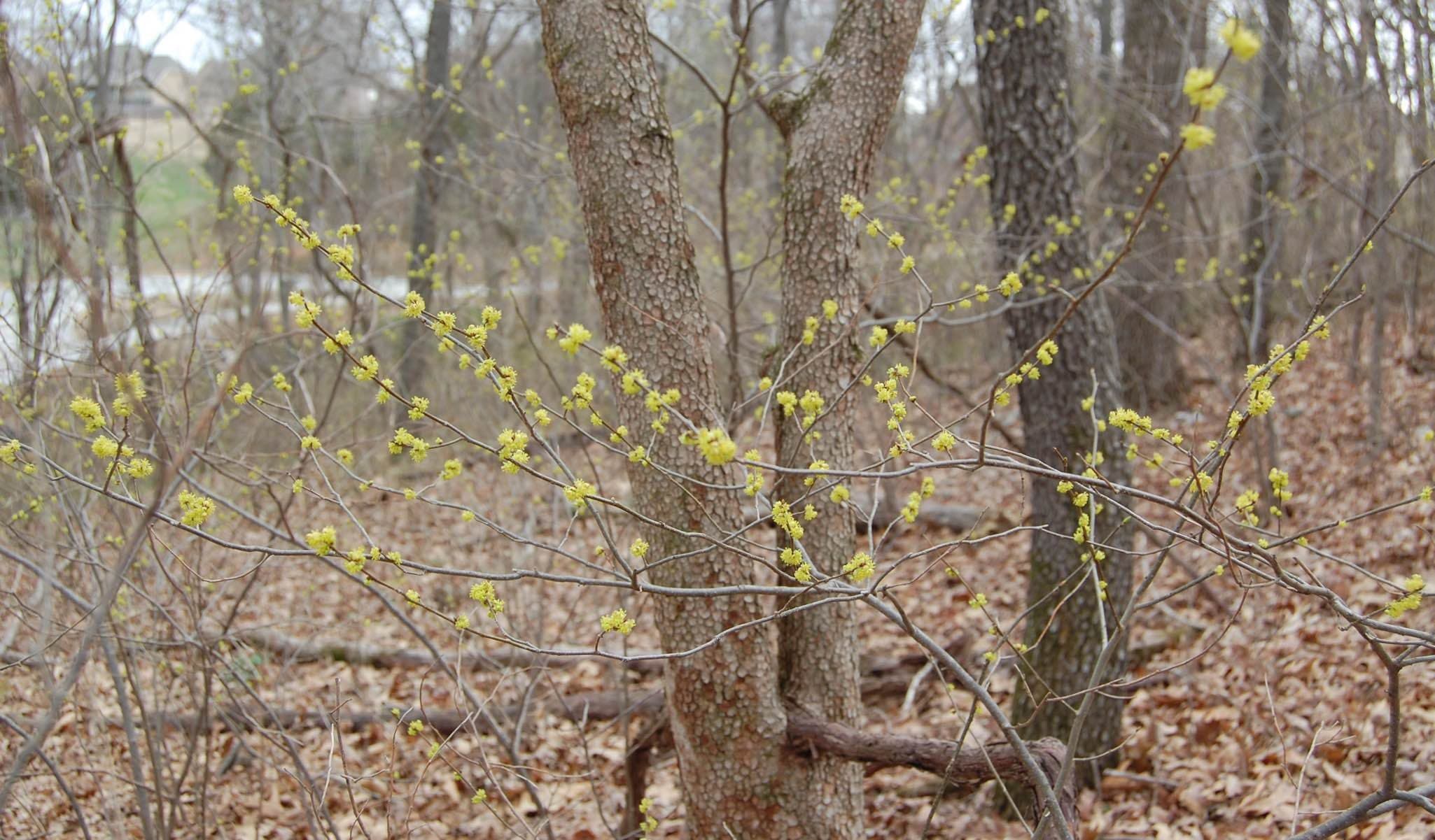 Spicebush