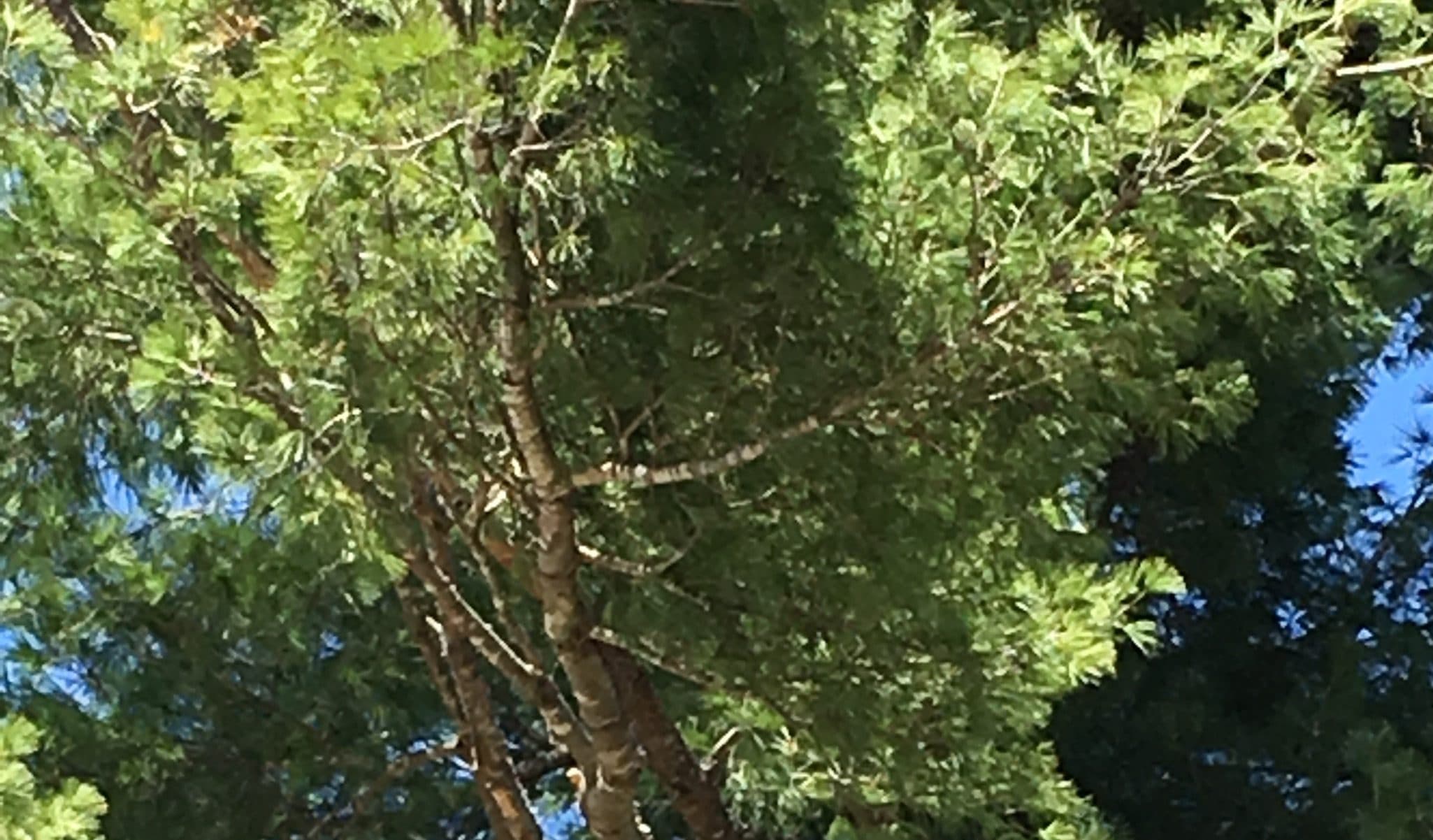 Eastern White Pine