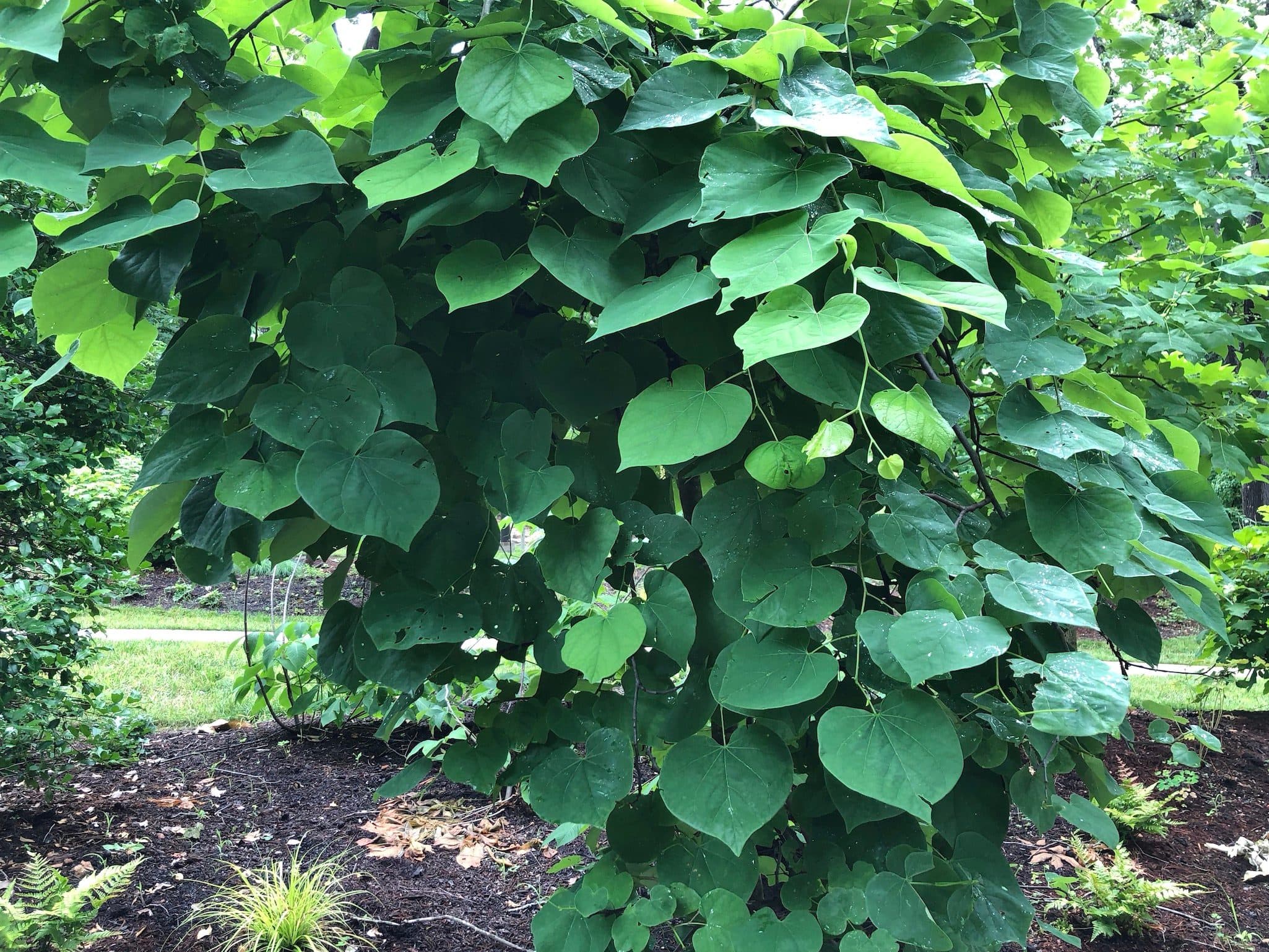 Vanilla Twist Eastern Redbud